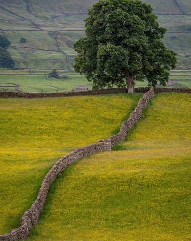 tree, stone wall, countryside-6491591.jpg